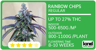Lemon Weed Strains Everything You Need to Know Lemon Weed Strains Everything You Need to Know