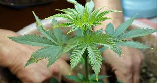 Lemon Weed Strains Everything You Need to Know Lemon Weed Strains Everything You Need to Know